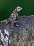 Common Agama (Red-headed Rock Agama)